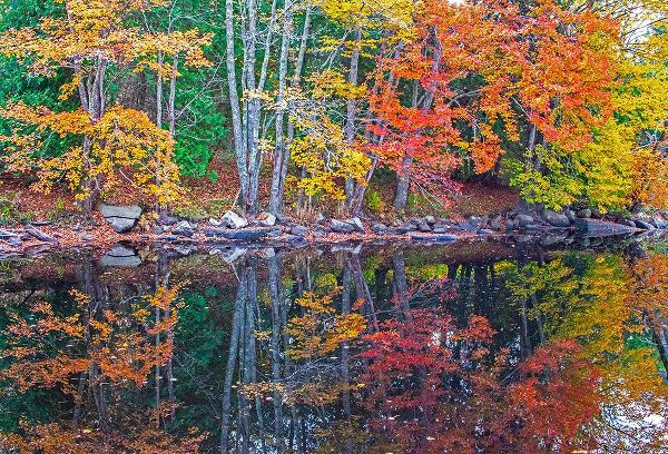 Gulin, Sylvia 아티스트의 USA-New England-Maine-Lake with Fall colors reflected in calm water작품입니다.